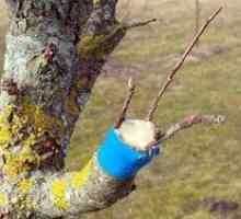 Ako naočkovať ovocné stromy na jar