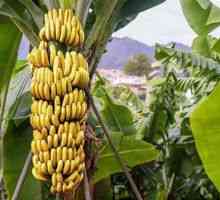 Ako a kde pestovať banány, ich výhody a rozsah závodu
