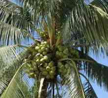 Ako a kde kokosové orechy rastú na kokosovej palme?