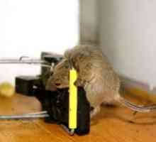 Ako sa zbaviť potkanov v bytoch alebo na súkromných farmách