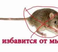 Ako sa zbaviť myší v domácich ľudových prostriedkoch