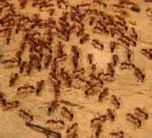 Ako sa zbaviť nezvaných hostí: domáce červené mravce