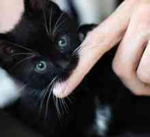 Ako zabrániť tomu, aby mačka uhryzla a hádzala? Príčiny a následky