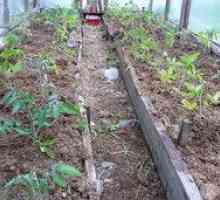Ako najlepšie pestovať sadenice paradajok v skleníku