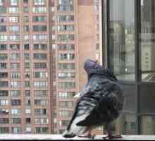 Ako sa môžem zbaviť holubov na balkóne a parapete