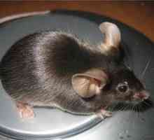 Ako myš je lepšie jesť, existuje druh divokej a domácej myši