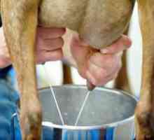 Ako sa naučiť správne mlieko a distribúciu kozy