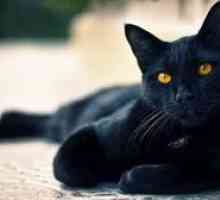 Ako pomenovať mačiatko čiernej mačky mačku v rodine