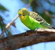 Ako určiť vek vlnitého papagája: čo hľadať