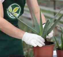 Ako transplantovať Aloe v domácich podmienkach