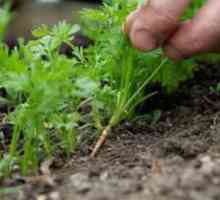 Ako napraviť mrkvu po výsadbe v zemi