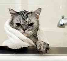 Ako umývať mačku doma