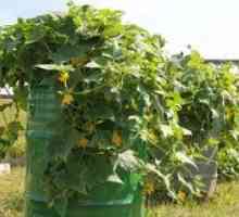 Ako pestovať a pestovať uhorky v bareli?