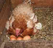 Ako nakŕmiť kurča na vajciach. Sliepky