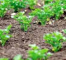 Ako pestovať petržlen v záhrade, ako sa vysadiť doma