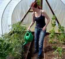 Ako umyť uhorky v skleníku