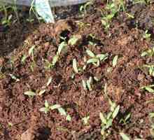 Ako pestovať repku so semenami
