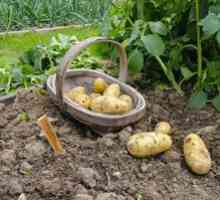 Ako správne sadiť zemiaky pod lopatou