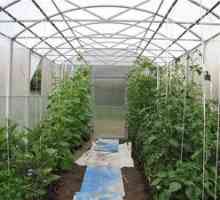 Ako pestovať paradajky v polykarbonátovom skleníku