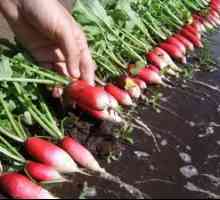 Ako správne sadiť reďkovky, aby ste dosiahli dobrú úrodu