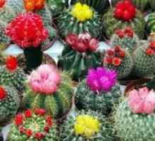 Ako sa starať o kaktus doma