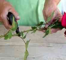 Ako pestovať ružu z kytice?