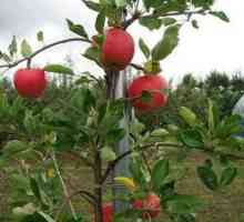 Ako pestovať jablko zo semena v domácnosti