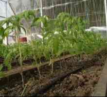 Ako správne pestovať paradajky v skleníku, výsadba sadenice