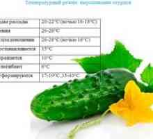 Ako správne rastlín a starostlivosti o uhorky odrody zozulya