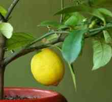 Ako pestovať citrón v domácnosti