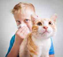 Ako sa prejavuje alergia na mačky a ako sa ich zbaviť