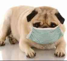 Ako sa alergia na psy, symptómy a liečba