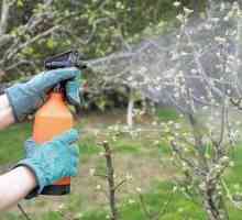 Ako na jar oplodniť kríky a ovocné stromy