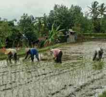 Ako rastú ryža: výsev ryžových polí, ako pestovať ryžu