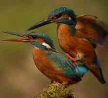 Ako sa množia vtáky: obdobie oplodnenia a párenia