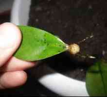 Ako sa množiť zamiokulkas, reprodukcia dolárového stromu
