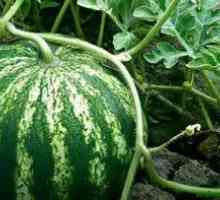 Ako pestovať vodné melóny, ako pestovať semená a pestovať sadenice?