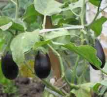 Ako pestovať baklažány zo sadeníc v skleníku a na pozemku