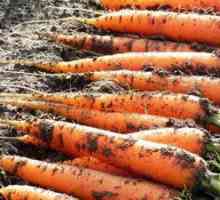 Ako sadiť mrkvu na pásku na otvorenom teréne: tipy pre záhradníkov