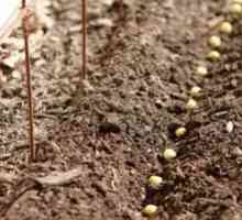 Ako pestovať semienko v otvorenom teréne