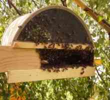 Ako urobiť pasce pre včely vlastnými rukami