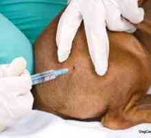 Ako dať psíku injekciu intramuskulárne?