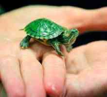 Ako sa starať o korytnačku doma