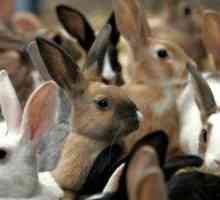 Ako starostlivosť o králiky: popis a vlastnosti starostlivosti