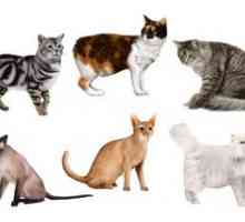 Ako rozpoznať a identifikovať plemeno mačiek doma