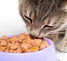 Ako si vybrať tekuté a suché krmivo pre mačky?