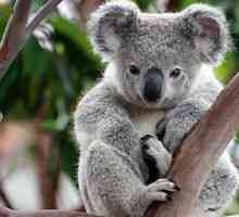 Ako vyzerá koala a akú farbu má kožešina?