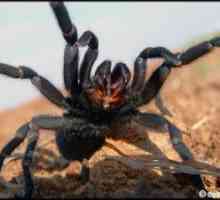 Čo vyzerá pavúková tarantula - kto je jedovatý alebo nie?