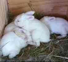 Ako nakŕmiť králiky, ktoré zostali bez starostlivosti králika?