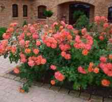 Ako pestovať park Westerland rose
